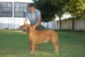 Padreadores - Fila Brasileiro Dourado - Canil Singular - Kaizer